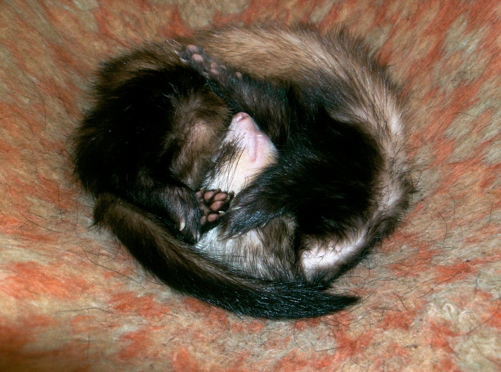 Confessions of a behaviourist - part 1, 2 and 3 15 Confessions of a behaviourist – part 2 (the hunter)