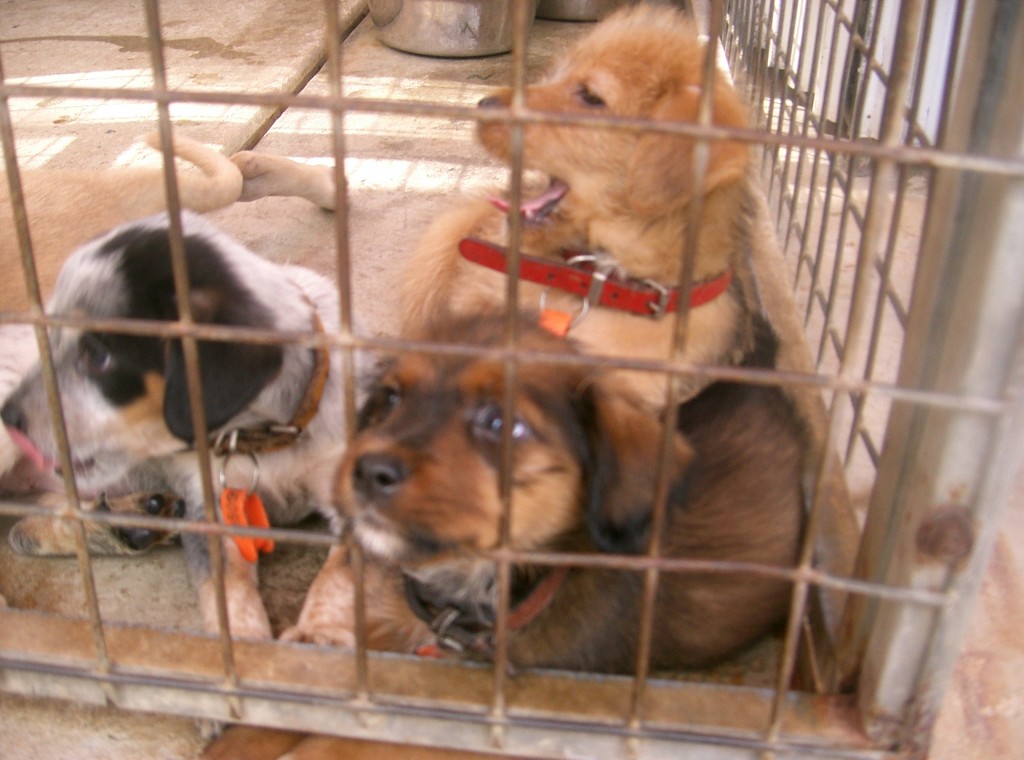 Predicting the behaviour of rescue dogs. New Research to Improve Adoptability 1 Stirring up thoughts on pet shops and puppy farms
