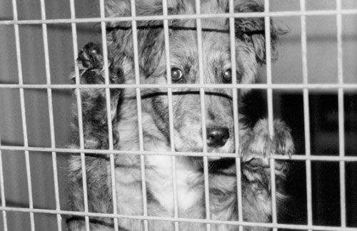 Stirring up thoughts on pet shops and puppy farms 1 Are puppy farm dogs stressed?