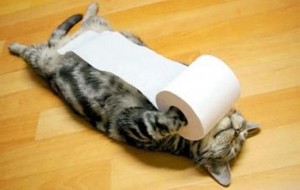 cat toileting