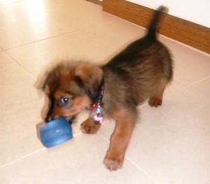 Dogs and their dog toys