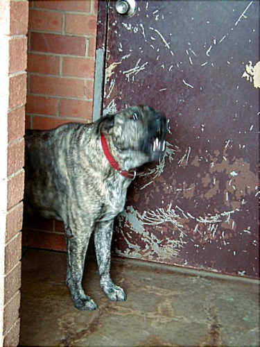 Dog aggression problems solved Ebook 1 Dog aggression problems solved? New Ebook