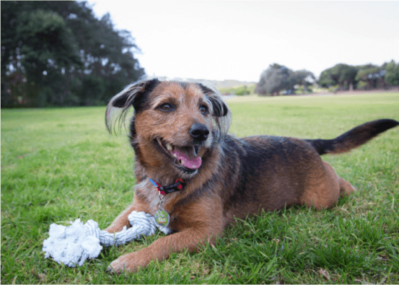 WHO IS CHILLI DOG? DNA dog Breed Detection Discovers Dog Breeds 16 Pet Problems Solved