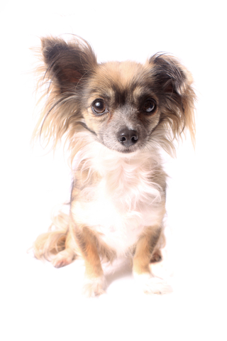 Our dog choice based on fashion 1 Our dog choice is based on fashion