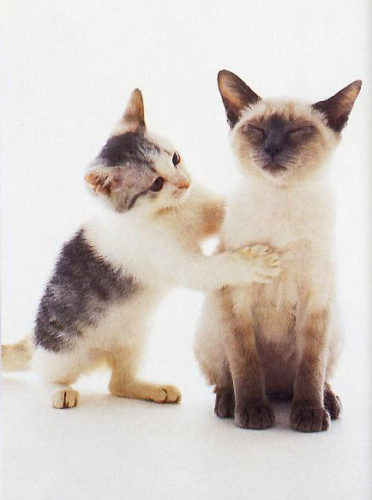Can patting your cat stress them? 1 Can patting your cat stress them? Pet Problems Solved