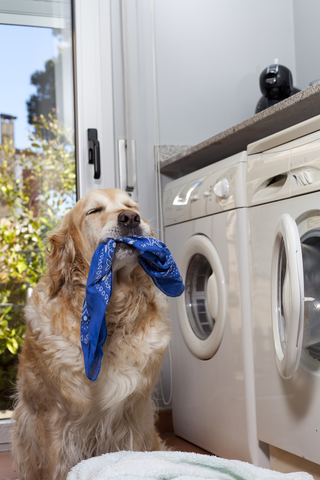 Dogs help us 1 Dogs help us