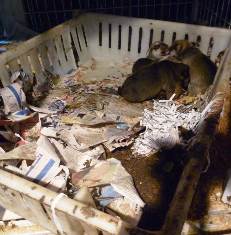 Attitudes to puppy farms
