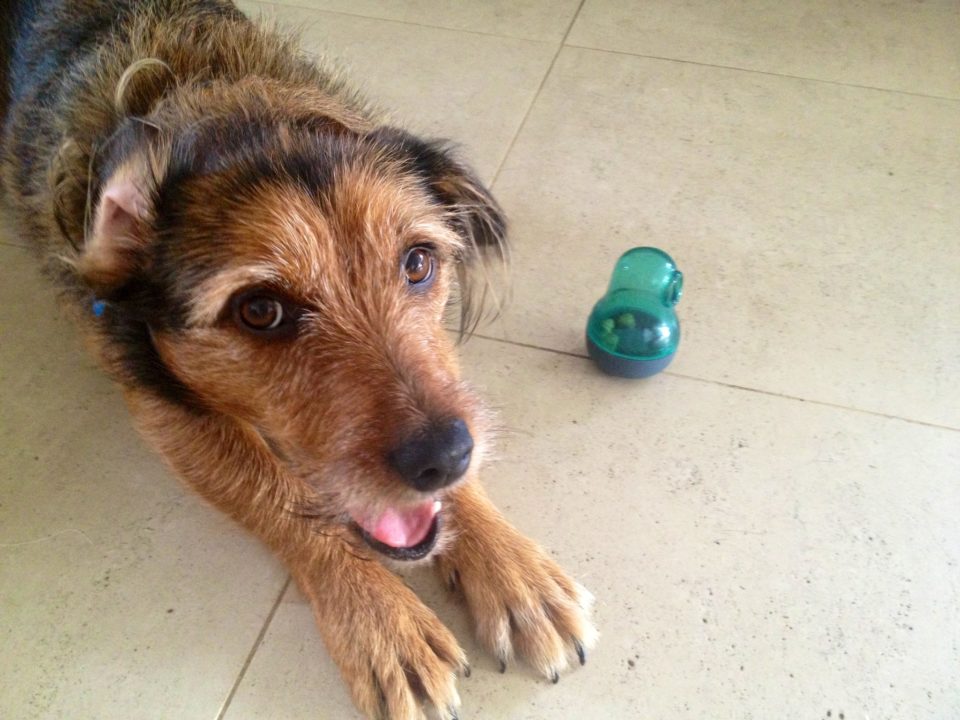 MRI SCANS REVEAL What your dog really thinks about you! 1 Pet product review: Pyramid treat dispenser for cats