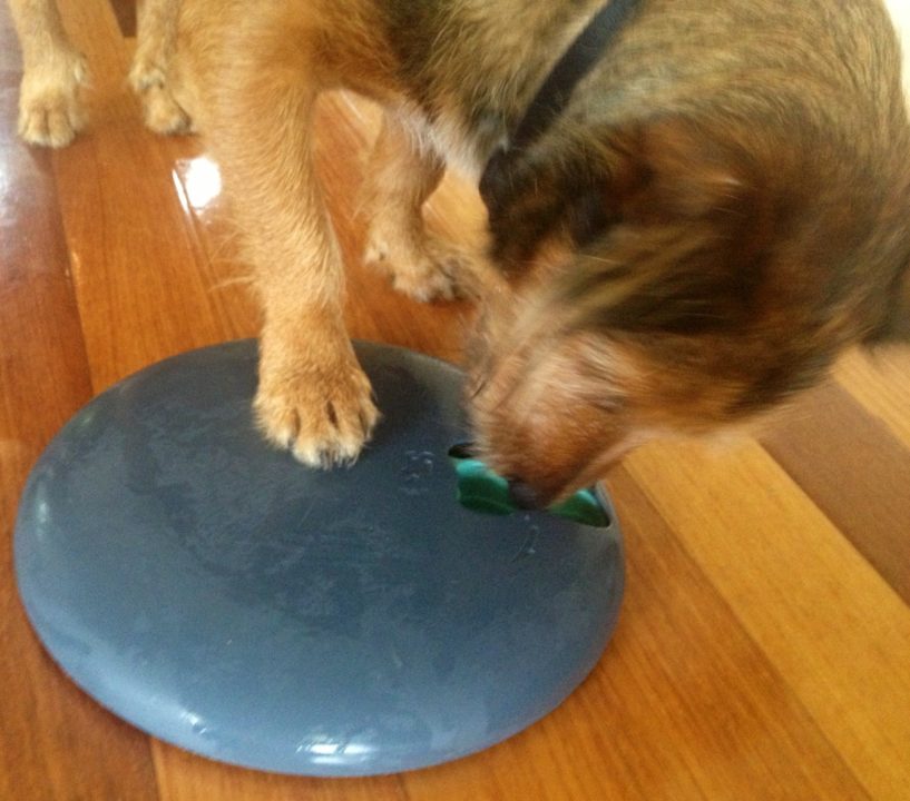 Pet product reviews: Dog Spinny 16 Pet product reviews: Dog Spinny