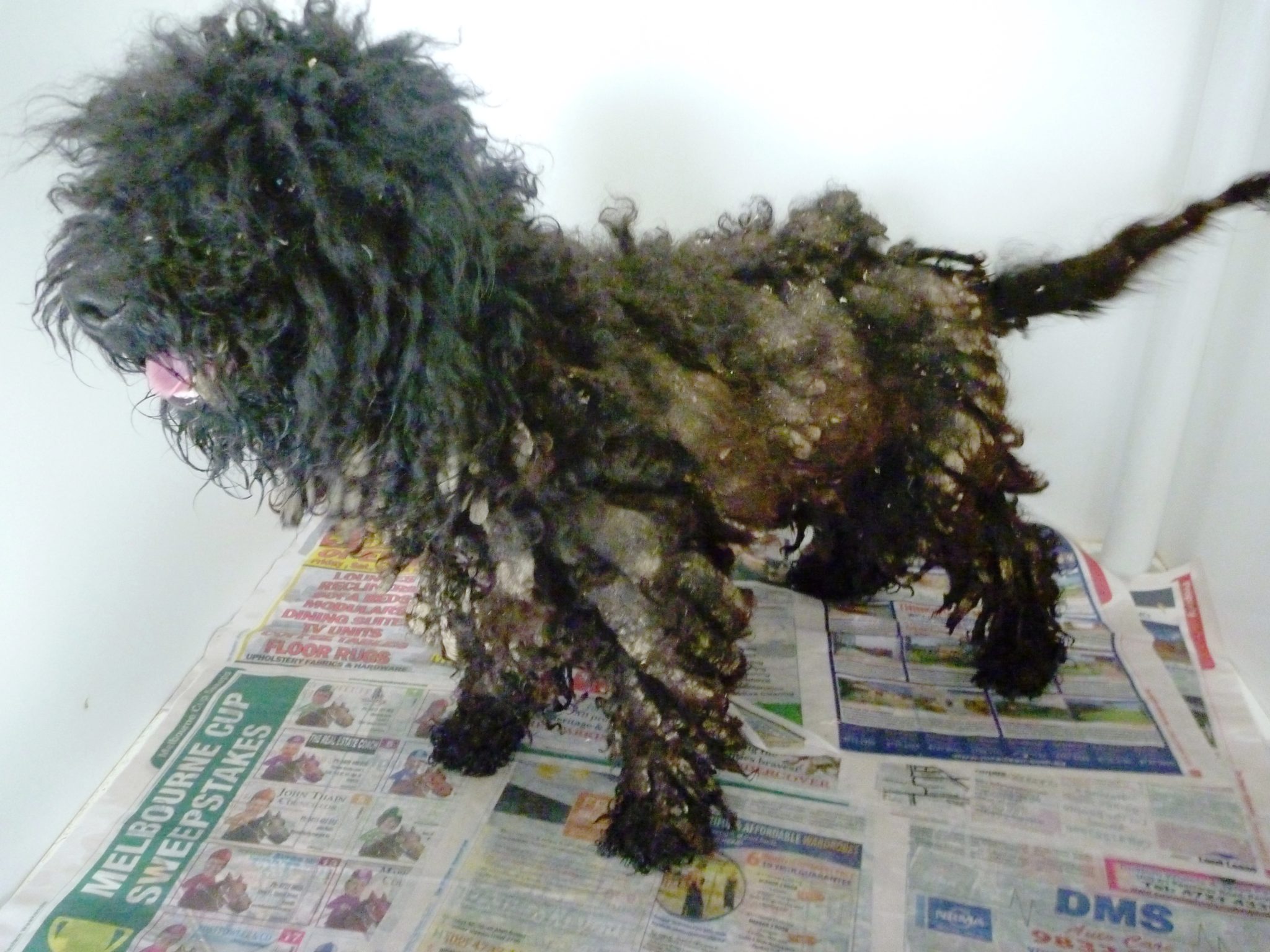 Are puppy farm dogs stressed? 1 puppy farms