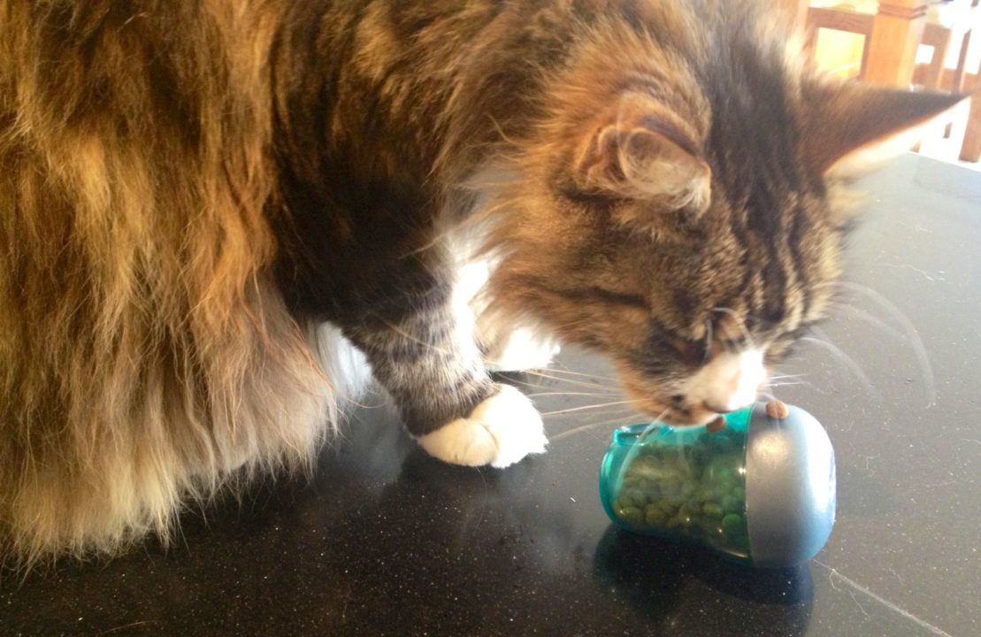 Pet product review: Pyramid treat dispenser for cats 13 Pyramid treat dispenser for cats