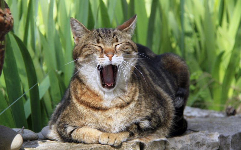 Cats don't come when called 1 Cats don’t come when called