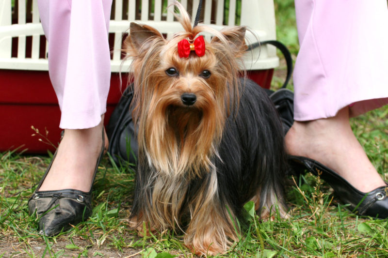 Do As I Do: Dog training the effective way 1 Do As I Do: Dog training