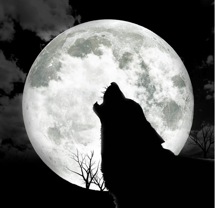 It's Friday 13th & there's a full moon! 1 full moon dogs