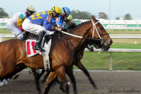 Horse talk: do horses enjoy the race that stops a nation? 7 Horse race