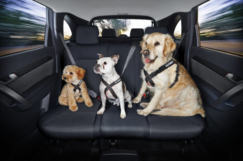 Dog safety in cars 10 Dog safety in cars