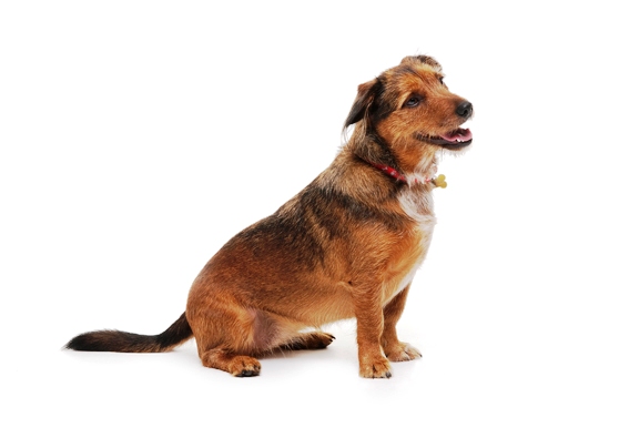 WHO IS CHILLI DOG? DNA dog Breed Detection Discovers Dog Breeds 1 Dogs tuned into our emotions