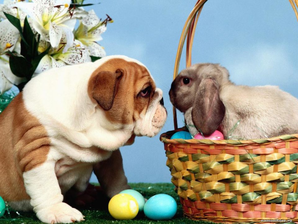 5 Things To Do with Your Dog this Easter 1 Things To Do with Your Dog this Easter