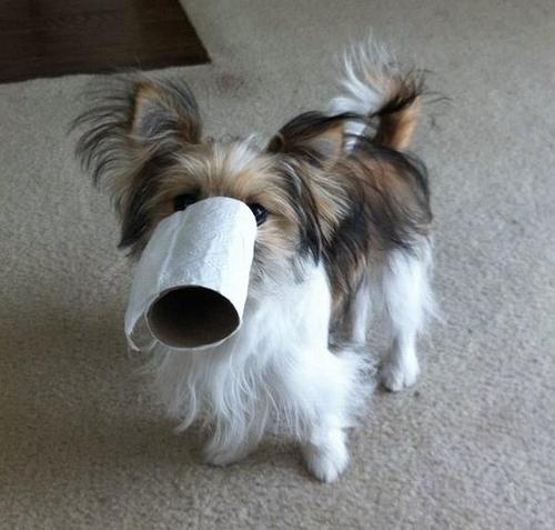 Cleaning Up Pet Toileting Accidents 21 Cleaning up pet toileting accidents