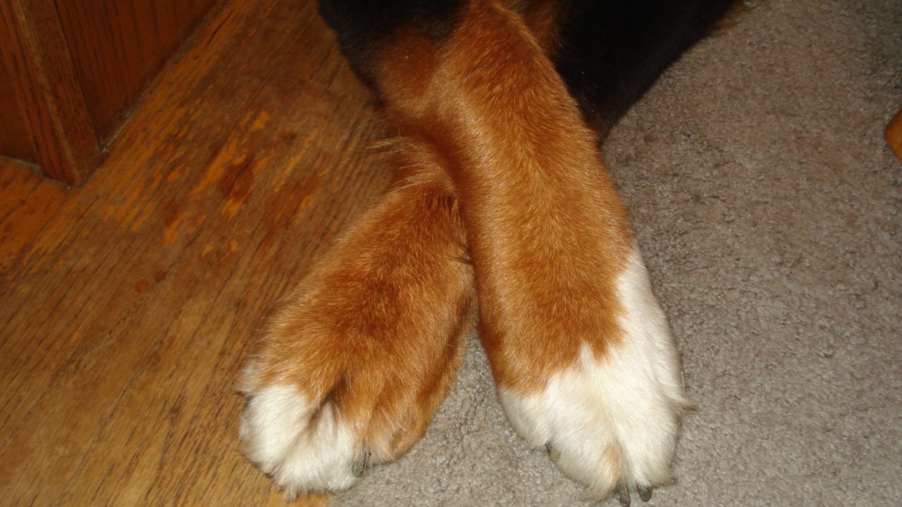 Is Your pet Left or right-pawed? What about tail wagging? And ear Listening? Left or right? And does it matter? 1 Is your pet left or right-pawed?