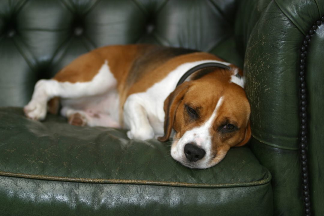 Indoor dog facilities 1 Holiday pet planning: don’t fur-get to prepare!