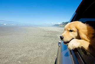 Aussie pets are jet set pets