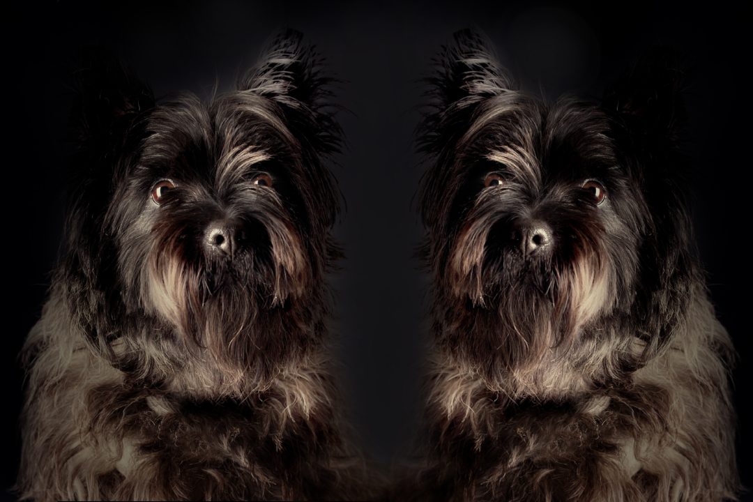 Canine siblings: 2 dogs from the same litter? 1 Do canine siblings = littermate syndrome?