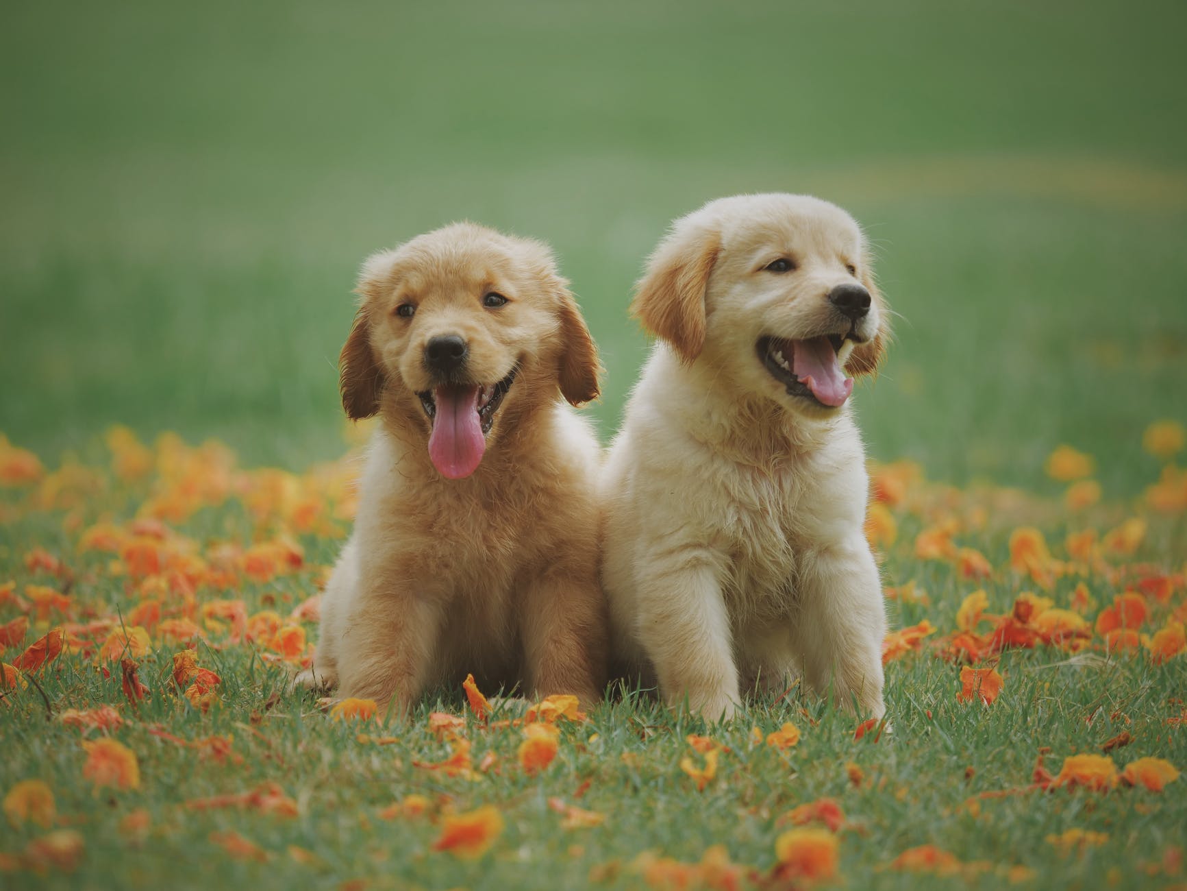 Canine siblings: 2 dogs from the same litter? 22 Canine Siblings: 2 Dogs from the same litter?