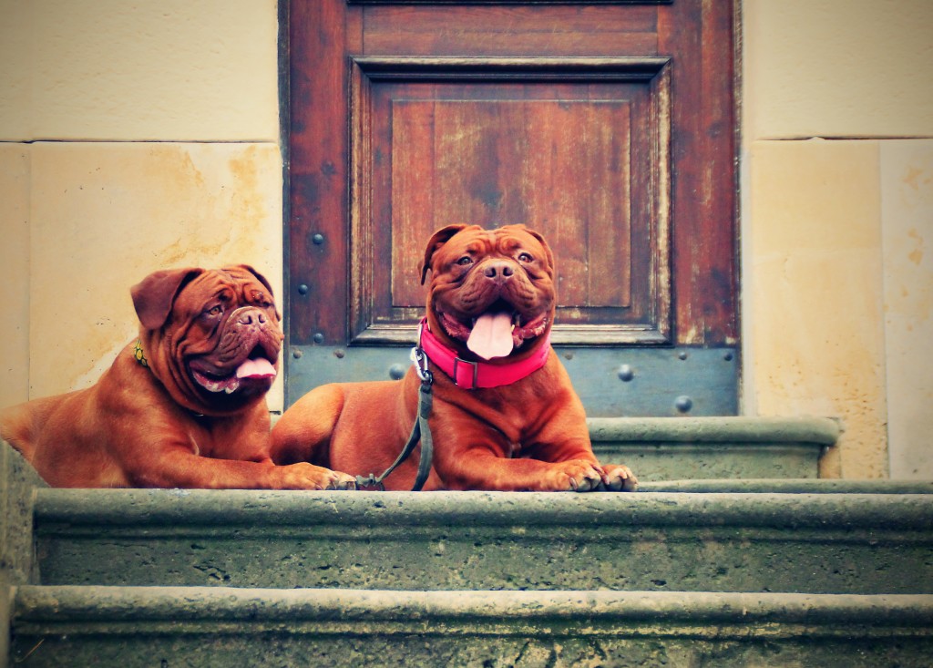Canine siblings: 2 dogs from the same litter? 23 Do canine siblings = littermate syndrome?