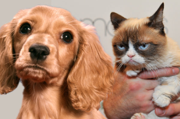 Cats vs Dogs Who loves you more? The answer will surprise you. 6 Cats vs Dogs: Who loves you more?