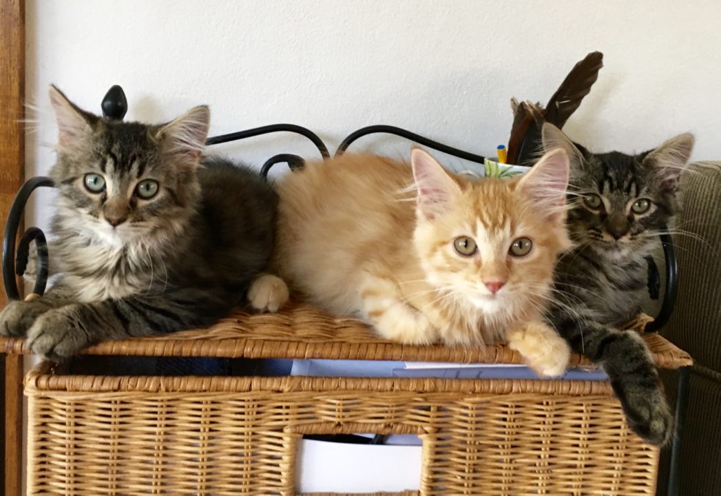 Introducing 3 new kittens 1 Introducing 3 new Righetti kittens