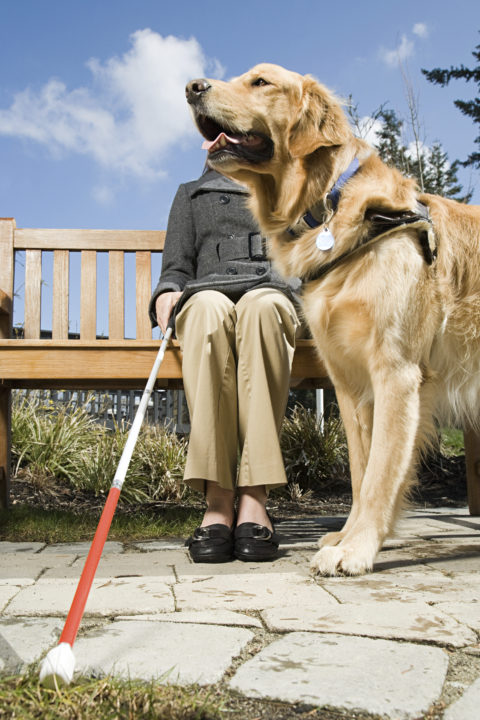 Respect my uniform: Guide dog etiquette 1 Respect my uniform: Guide dog etiquette