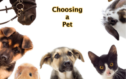 10 Ways to Choose a Pet 5 Choosing a pet – tips and guides