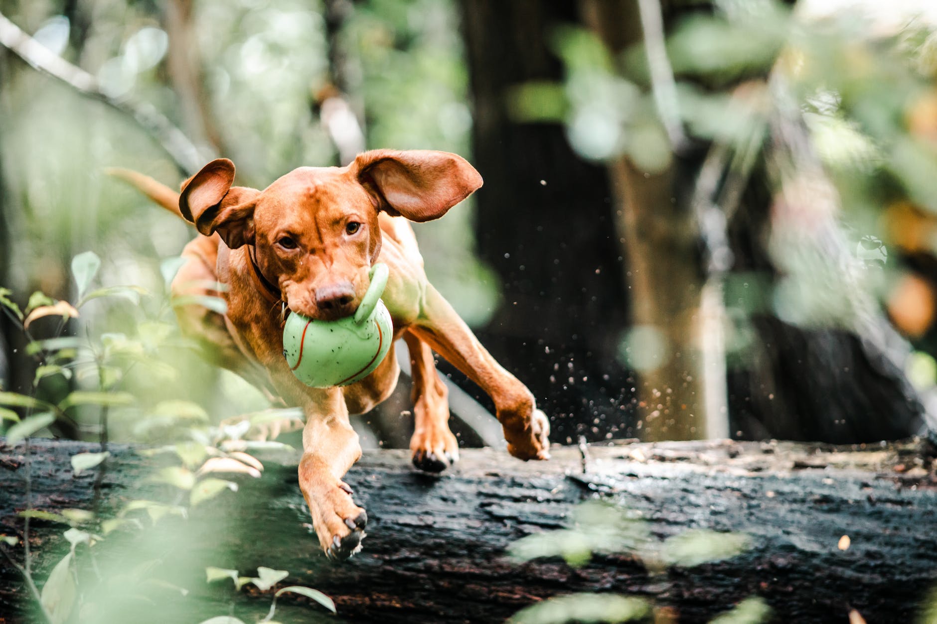 Teenage dogs: 10 Tips to Cope with adolescent puppies 24 Teenage Dogs: 10 Tips to Cope with Adolescent Puppies