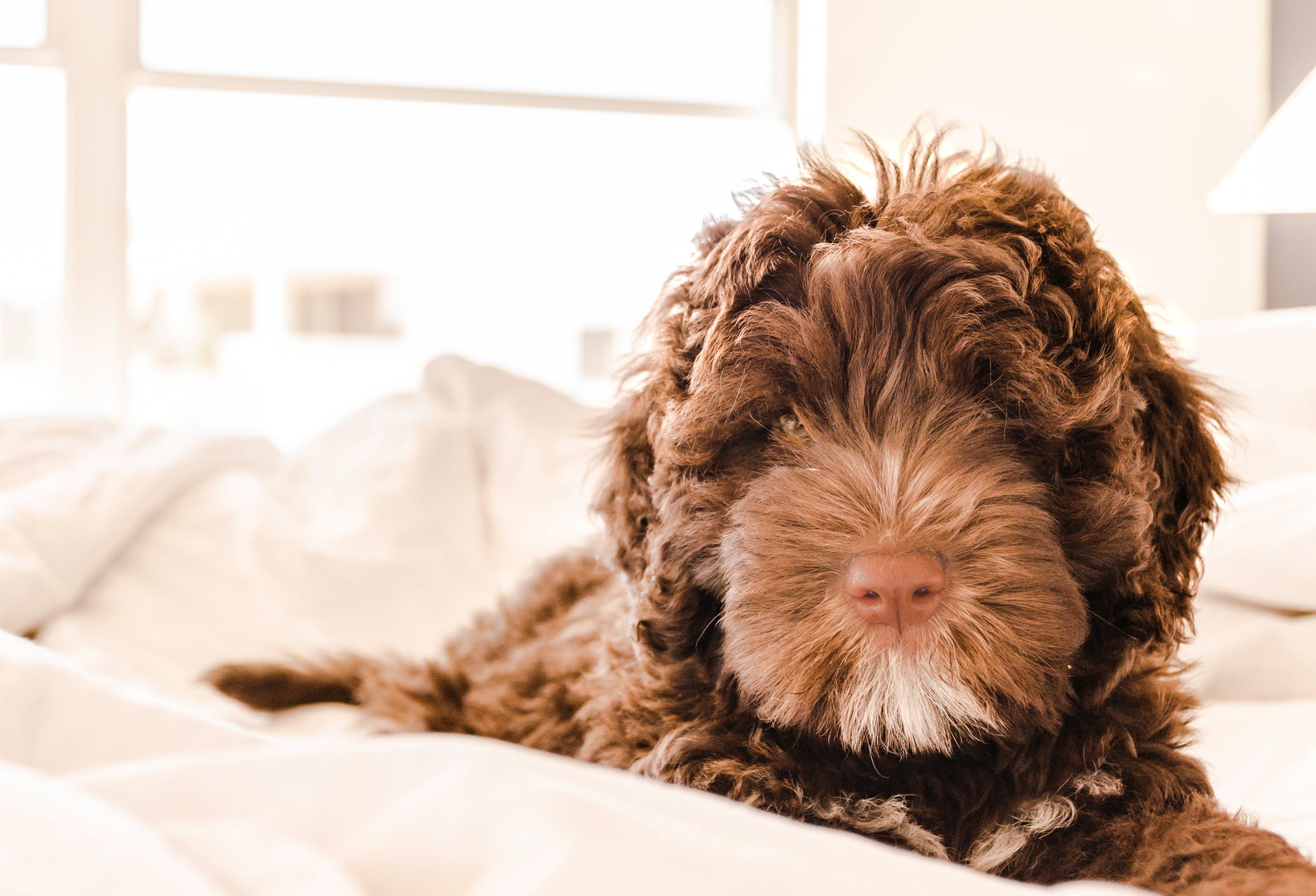 Teenage dogs: 10 Tips to Cope with adolescent puppies 23 Teenage Dogs: 10 Tips to Cope with Adolescent Puppies