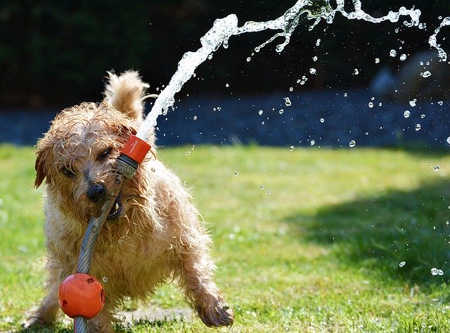 Pets and water sprays: No way! 23 pets and water spray