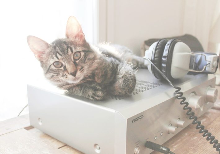 Relaxing your pets with music, audiobooks and movies 1 Relaxing your pets with music, audiobooks and movies