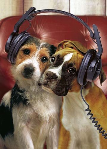 Relaxing your pets with music, audiobooks and movies 2 Relaxing your pets with music, audiobooks and movies