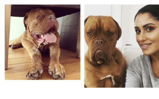 Pets on the Net: Has your pet entered and Charmed the digital age? 1 pets on the net