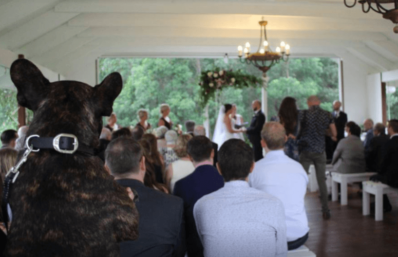Pets at your wedding: The Memorable roles that pets play in these couples special day 1 Pets at your wedding