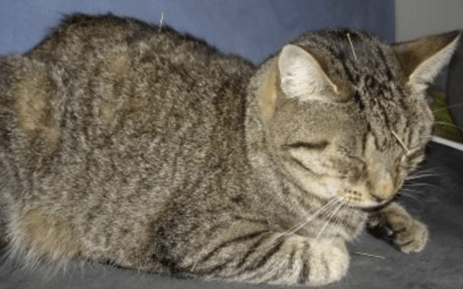 Acupuncture for Pets (Hear from the expert vets) 1 Acupuncture for pets