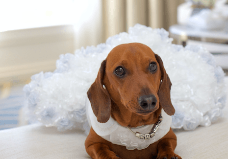 Pets at your wedding: The Memorable roles that pets play in these couples special day 1 Pets at your wedding