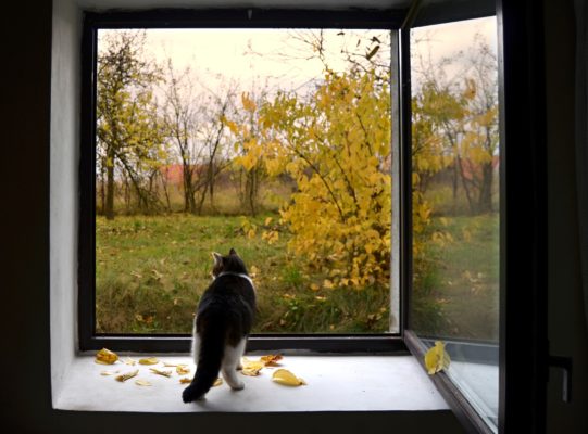 Cat Hunting Behaviour - And How To Stop It! 3 Tips On How To Make Your Home Pet Friendly