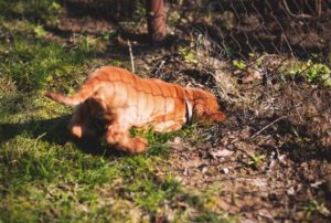 Dog Behaviour Problems - Your Dog Behaviour Questions Answered 25 destructive dog