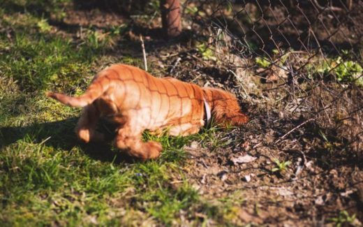 Destructive and Messy Dog behaviours 1 destructive dog