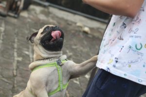 Dog Behaviour Problems - Your Dog Behaviour Questions Answered 26 Annoying dog behaviours