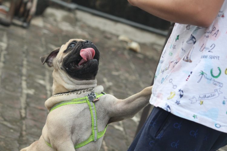 Annoying Dog Behaviours Like Pulling on the Lead, Escaping, Jumping up and Humping! 1 Annoying dog behaviours