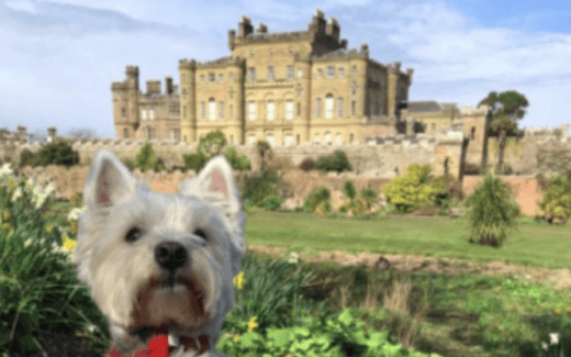 Scotland with the Wee White Dug 1 Scotland with the wee white dug