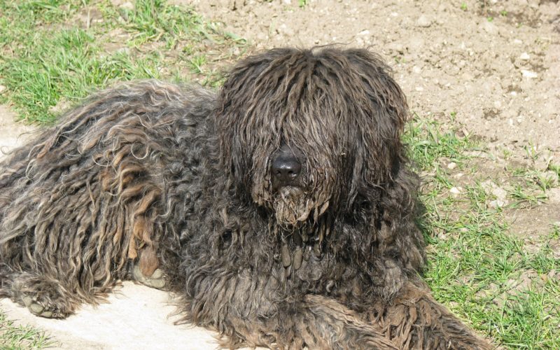 It's all in the grooming: Why pets groom themselves And TIps for Pets That Hate Being Groomed 1 grooming pets