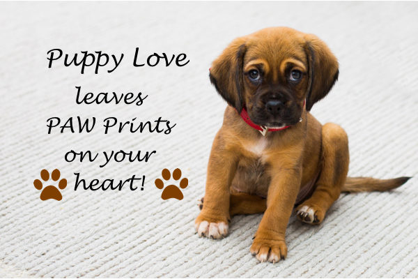Pleased to meet you: Introducing your puppy or new dog to other animals